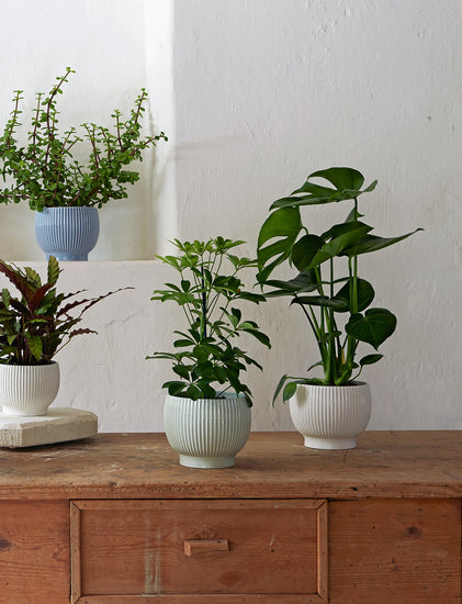 K1252 K1253 K1254 K1256